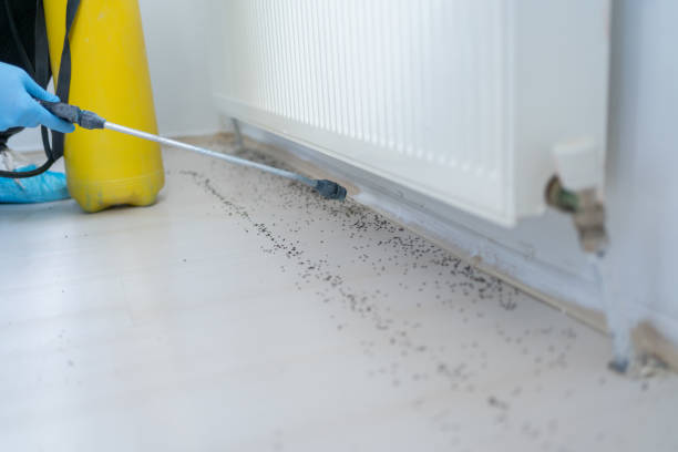 Best Affordable Pest Control Services  in Portsmouth, NH