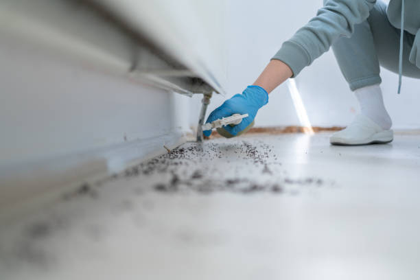 Insect Control in Portsmouth, NH